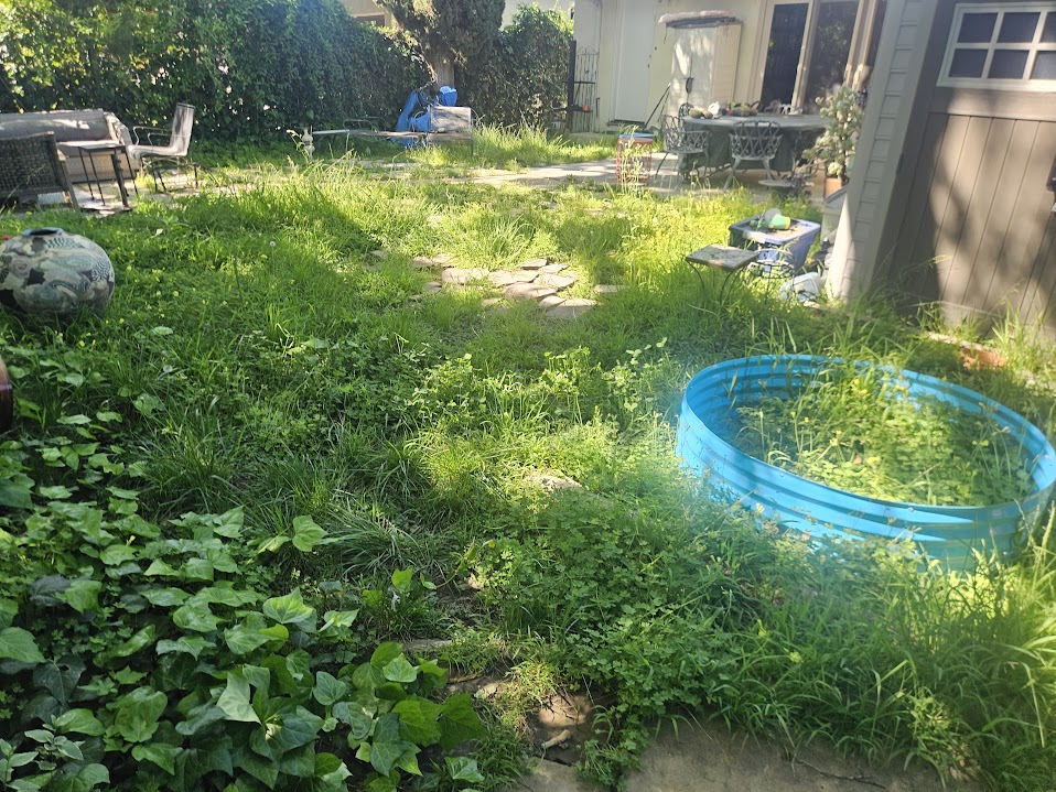 Backyard before landscaping