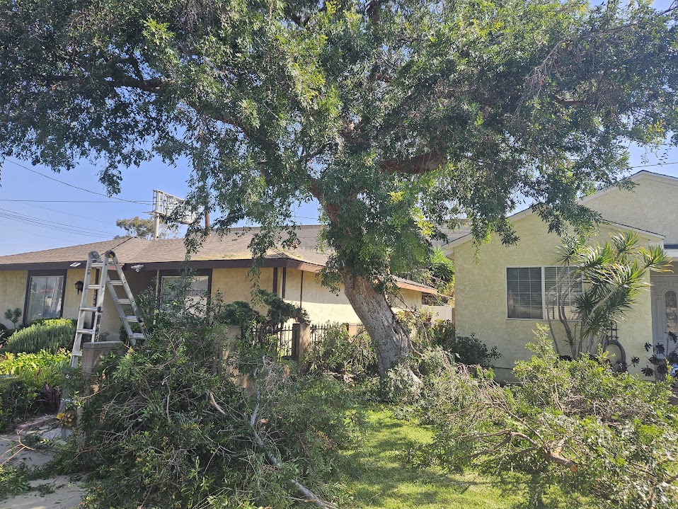 Tree trimming and branch removal