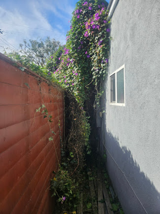 Overgrown side yard before cleanup